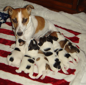 Elsie and Puppies